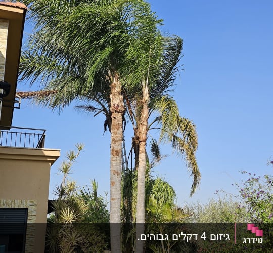 גיזום עצי דקל בחצר עם ענפים כרותים על הקרקע